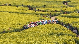 유채꽃과 함께하는「행복한 우리강서 아름다운 선거」캠페인 개최